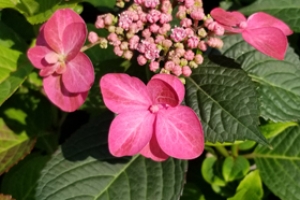 Hydrangea 'Tuff Stuff Red' 